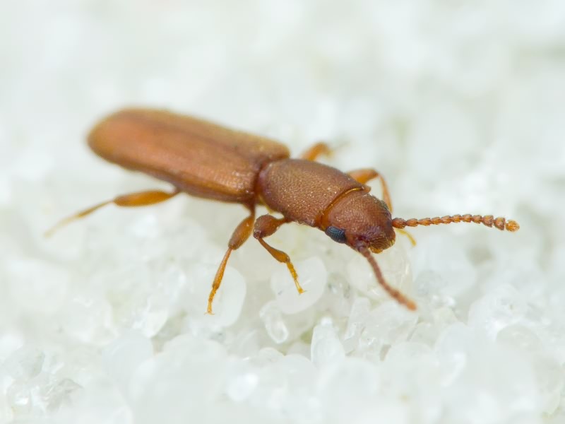 Silvanus unidentatus (A. G. Olivier, 1790)